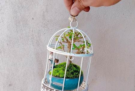 Hô biến hoa dại mọc đầy đường thành bonsai mini, chủ nhân rủng rỉnh tiền tiêu-1