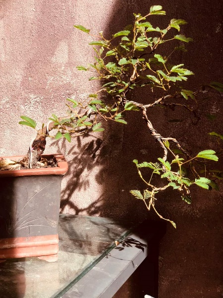 Hô biến hoa dại mọc đầy đường thành bonsai mini, chủ nhân rủng rỉnh tiền tiêu-4