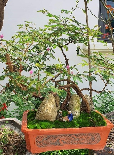 Hô biến hoa dại mọc đầy đường thành bonsai mini, chủ nhân rủng rỉnh tiền tiêu-5
