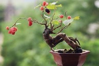 'Hô biến' hoa dại mọc đầy đường thành bonsai mini, chủ nhân rủng rỉnh tiền tiêu