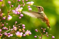 Bước sang tháng 3 Âm lịch, 4 con giáp thoát khỏi biển khổ, phất lên từng ngày, làm ăn phát đạt