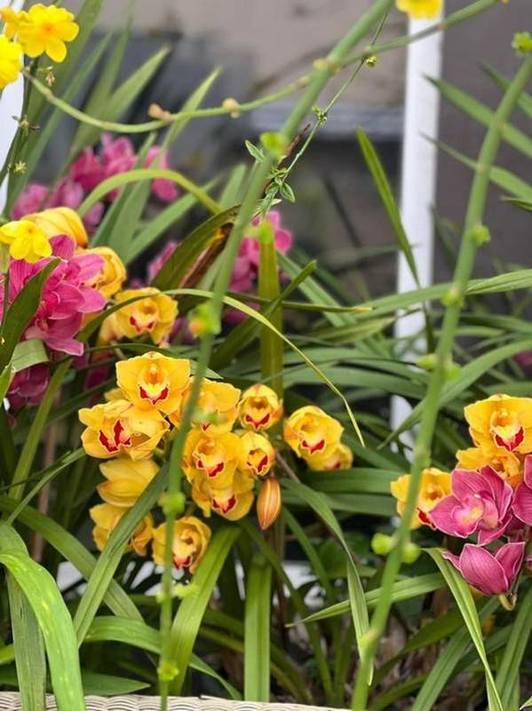 Bên trong khu vườn ngập sắc hoa xuân của Bằng Kiều ở Mỹ-1