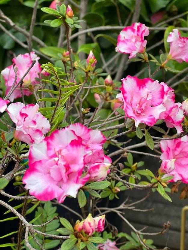 Bên trong khu vườn ngập sắc hoa xuân của Bằng Kiều ở Mỹ-2