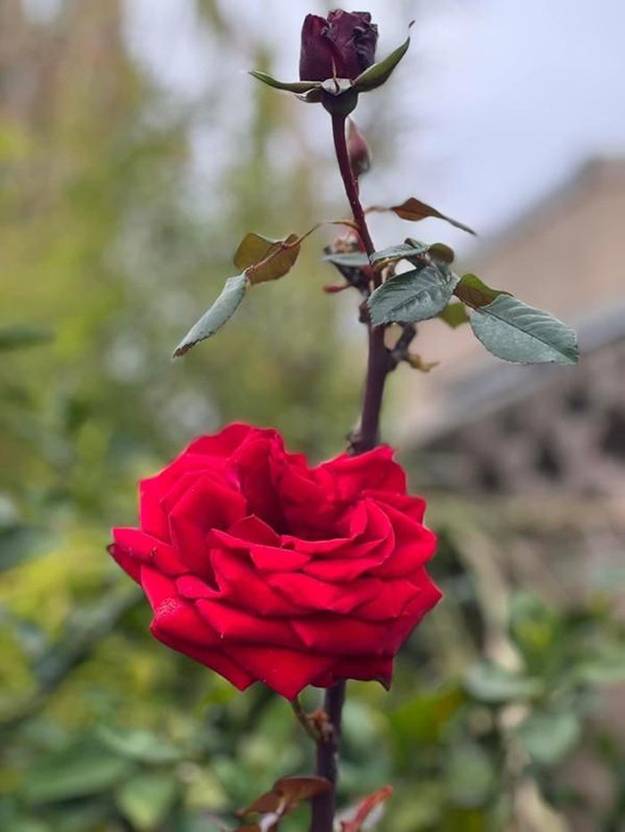 Bên trong khu vườn ngập sắc hoa xuân của Bằng Kiều ở Mỹ-3