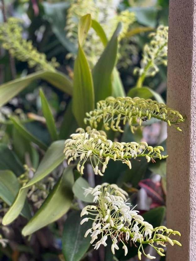 Bên trong khu vườn ngập sắc hoa xuân của Bằng Kiều ở Mỹ-4