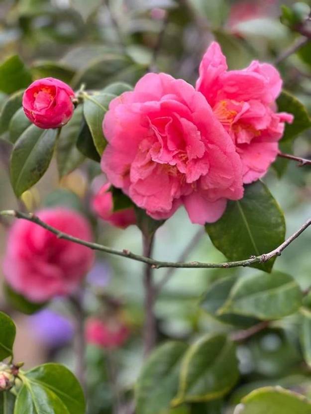 Bên trong khu vườn ngập sắc hoa xuân của Bằng Kiều ở Mỹ-5