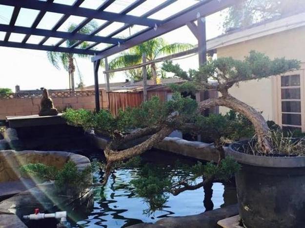 Bên trong khu vườn ngập sắc hoa xuân của Bằng Kiều ở Mỹ-10