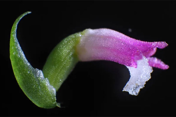 Phát hiện loài phong lan mới ở nơi không ai ngờ tới-1