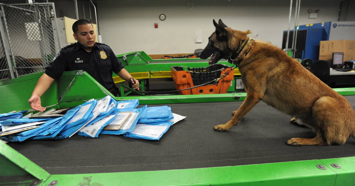 An ninh sân bay phát hiện ma túy như thế nào: Công việc không hề dễ dàng-3