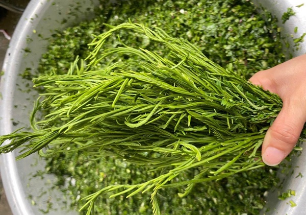 Rau rừng rủ nhau xuống chợ Thủ đô, có loại 180 nghìn/kg vẫn không đủ bán-2