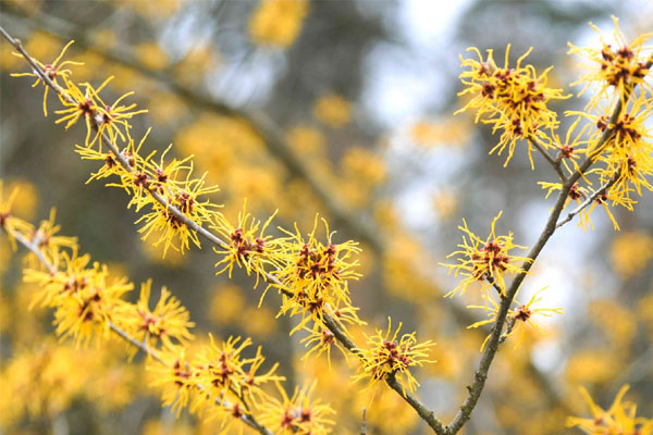 Dự đoán tuần mới (20/3 - 26/3/2023) cho 12 con giáp: Mùi Ngọ Tuất đại phát-13