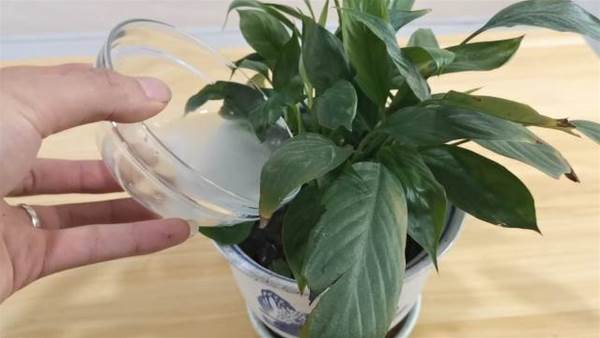 4 công dụng của nước ngâm khoai tây, ai không biết thật đáng tiếc-2