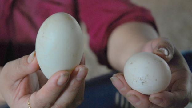 Cách đơn giản chọn mua trứng vịt lộn ngon và bổ dưỡng nhất, tránh mua phải trứng già và ung-1
