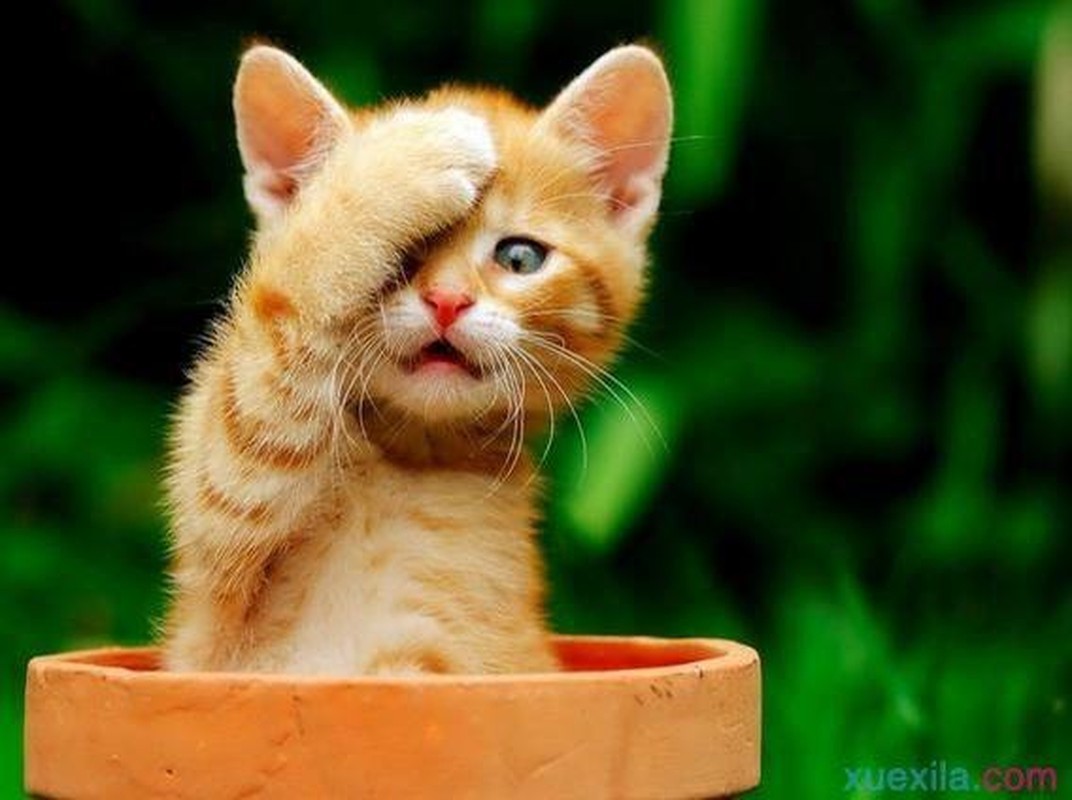 Dự đoán tuần mới (20/3 - 26/3/2023) cho 12 con giáp: Mùi Ngọ Tuất đại phát-4