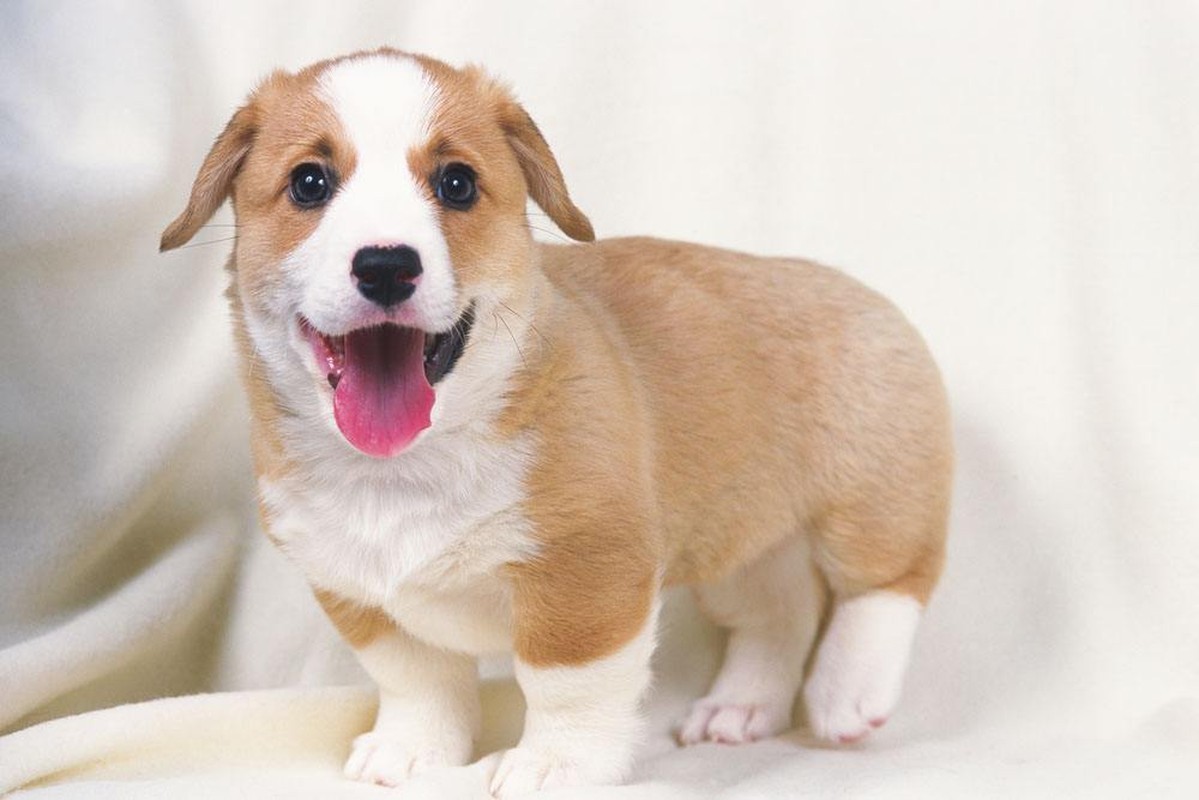 Dự đoán tuần mới (20/3 - 26/3/2023) cho 12 con giáp: Mùi Ngọ Tuất đại phát-11