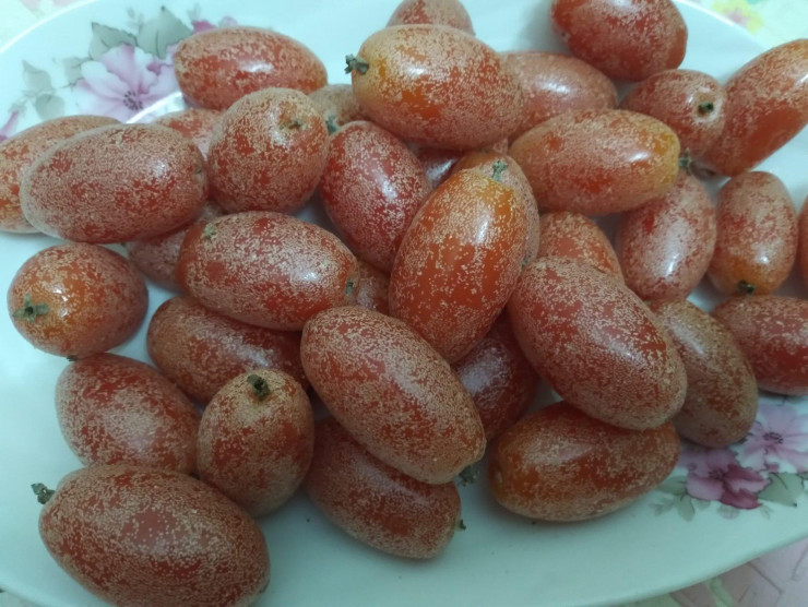 Quả nhót đầu mùa giá tới 100.000 đồng/kg vẫn cháy hàng-1