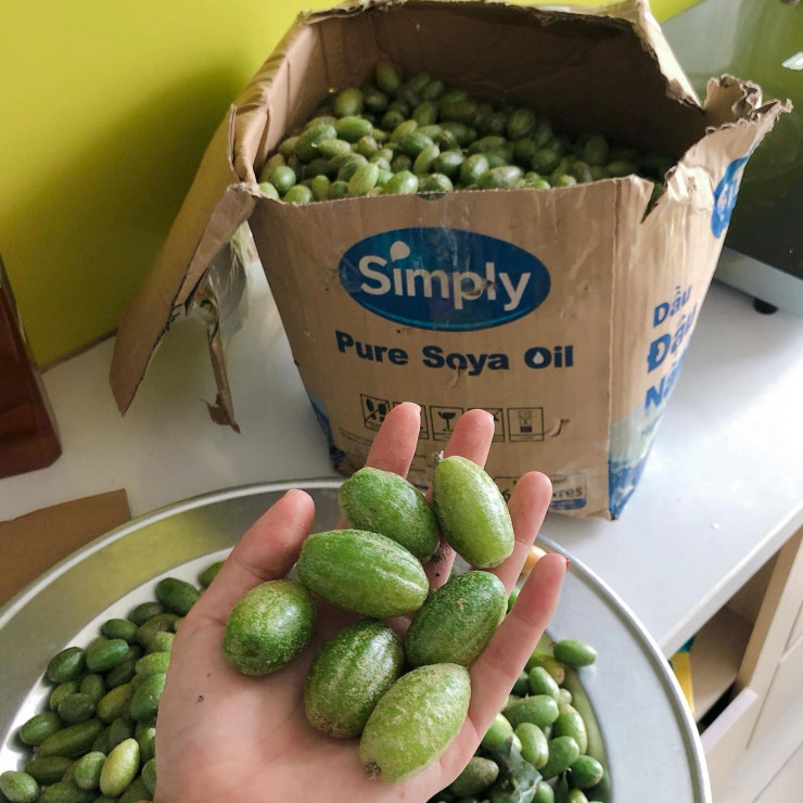 Quả nhót đầu mùa giá tới 100.000 đồng/kg vẫn cháy hàng-2