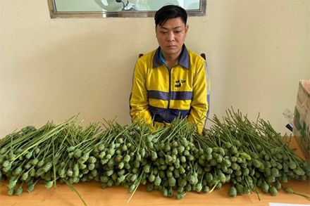 Mang hơn 5kg cây thuốc phiện ra cổng trường đại học bán