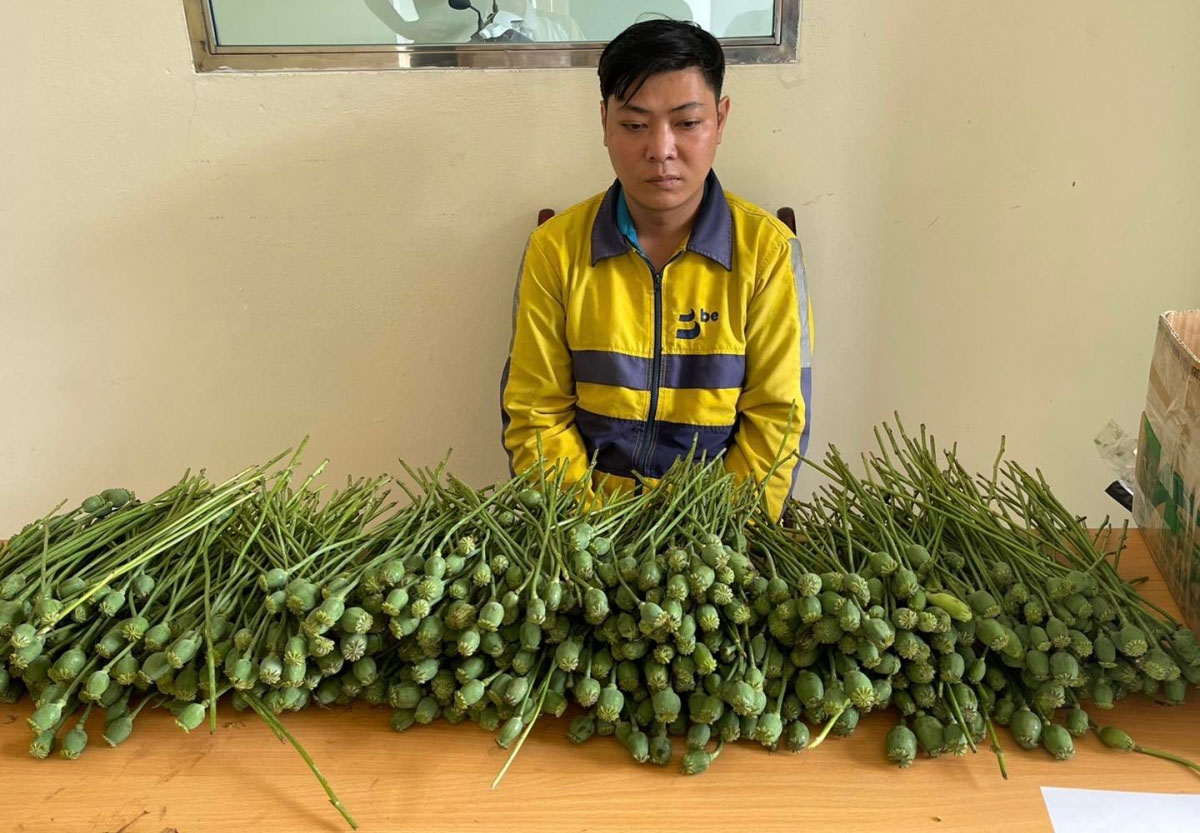 Mang hơn 5kg cây thuốc phiện ra cổng trường đại học bán-1