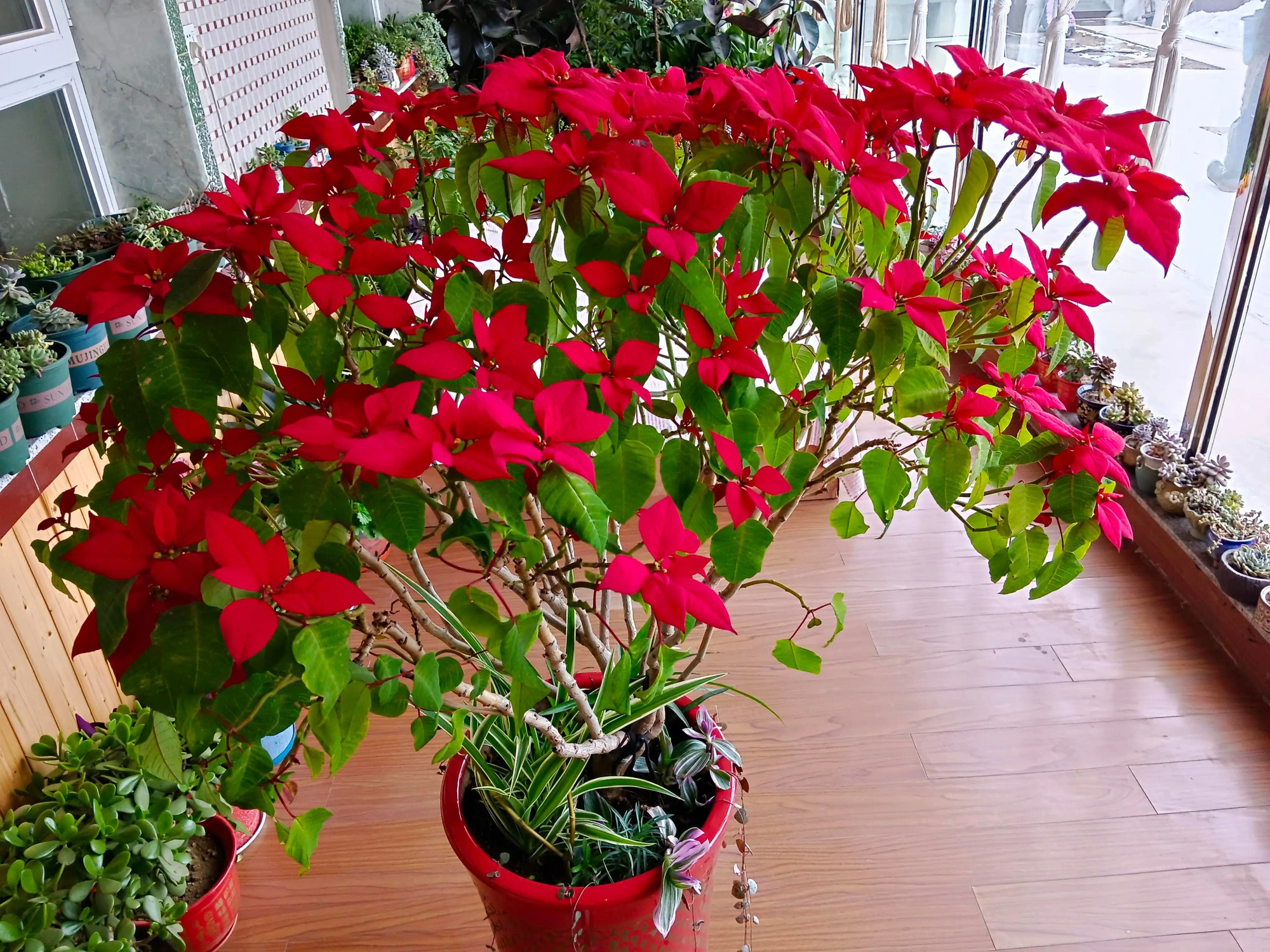 Trong nhà có 7 loại cây cảnh này, hoa tươi người héo, người xưa khuyên không nên trồng-2