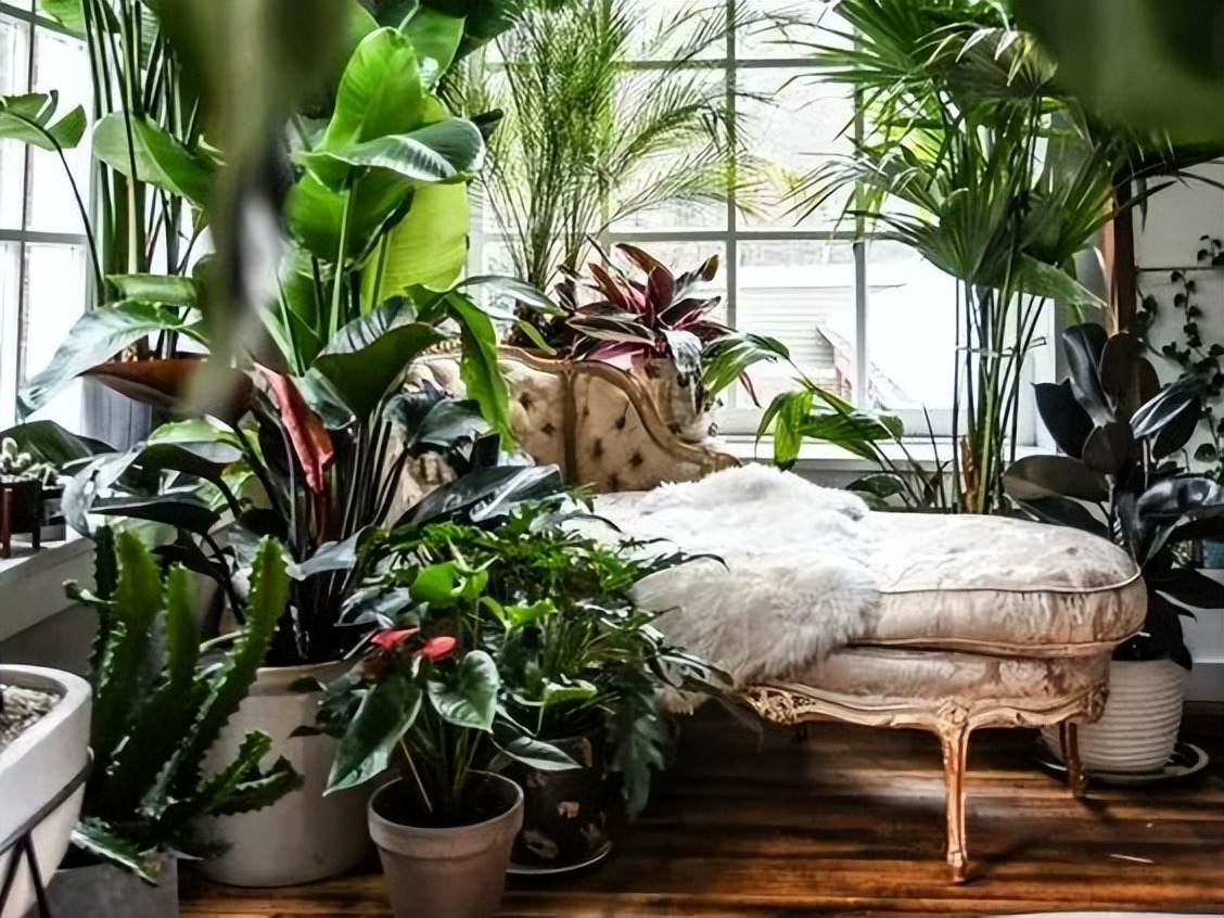 Trong nhà có 7 loại cây cảnh này, hoa tươi người héo, người xưa khuyên không nên trồng-6