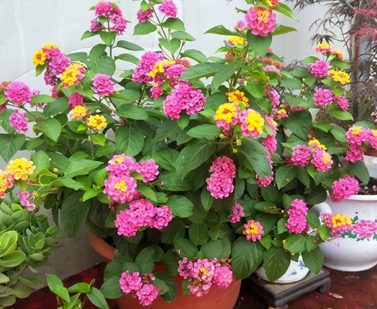 Trong nhà có 7 loại cây cảnh này, hoa tươi người héo, người xưa khuyên không nên trồng-12