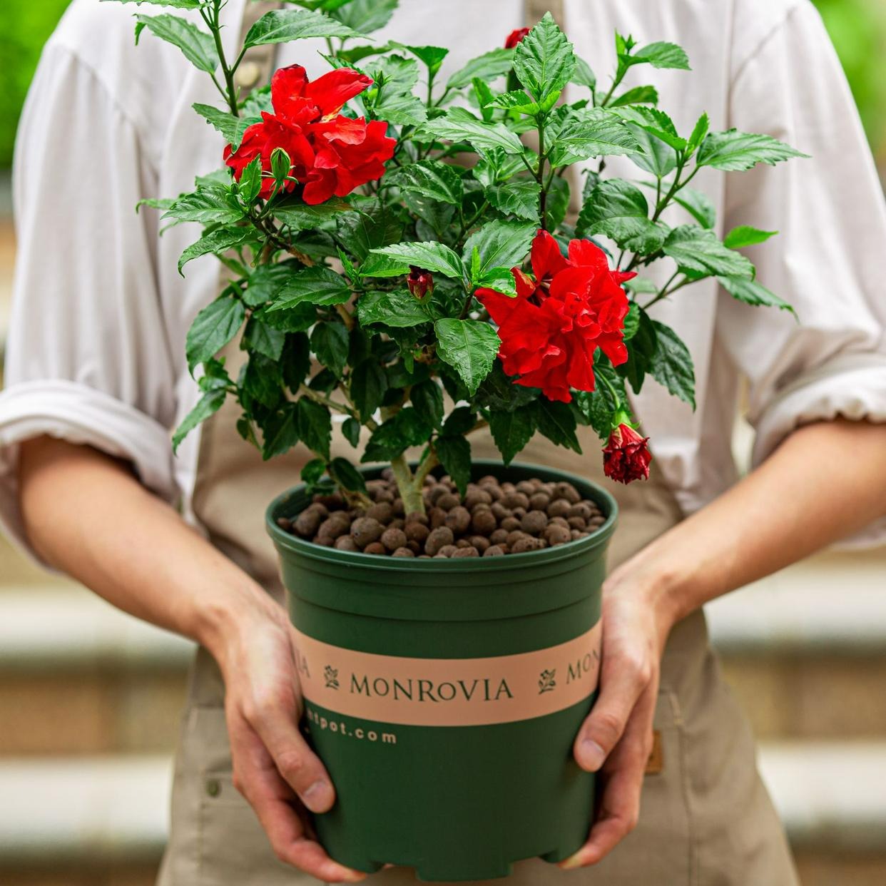 Trong nhà có 7 loại cây cảnh này, hoa tươi người héo, người xưa khuyên không nên trồng-14