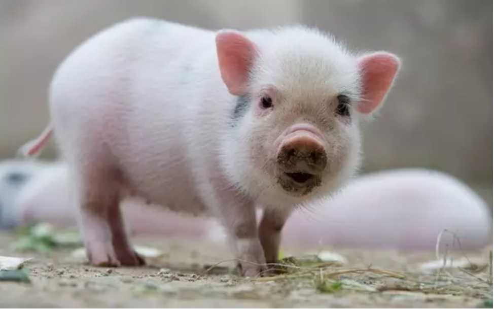 Tuần mới (20 - 26/3) tuổi nào tiền bạc đổ về, đào hoa giăng lối?-3