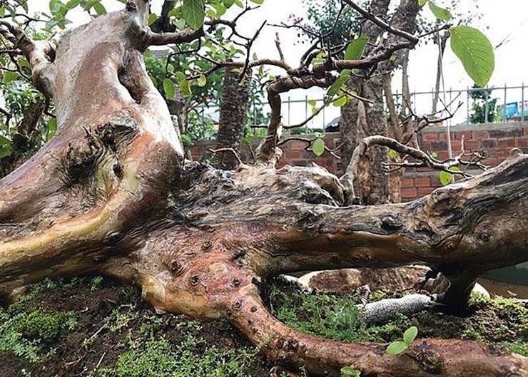 Nhiều đại gia mê mẩn cây ổi cổ thụ dáng tựa như rồng-5
