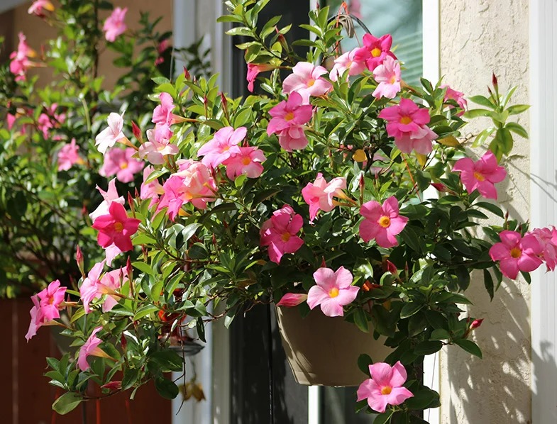 8 cây cảnh có hoa đẹp, khét tiếng không sợ nóng, càng phơi nắng càng lắm nụ nhiều hoa-2