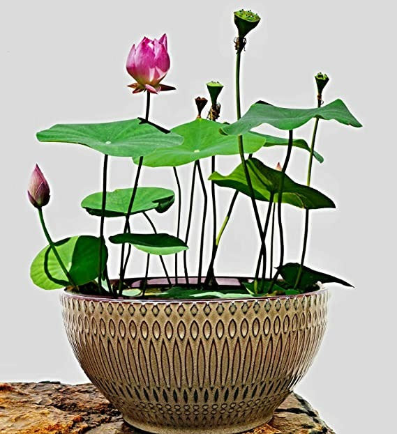 8 cây cảnh có hoa đẹp, khét tiếng không sợ nóng, càng phơi nắng càng lắm nụ nhiều hoa-4