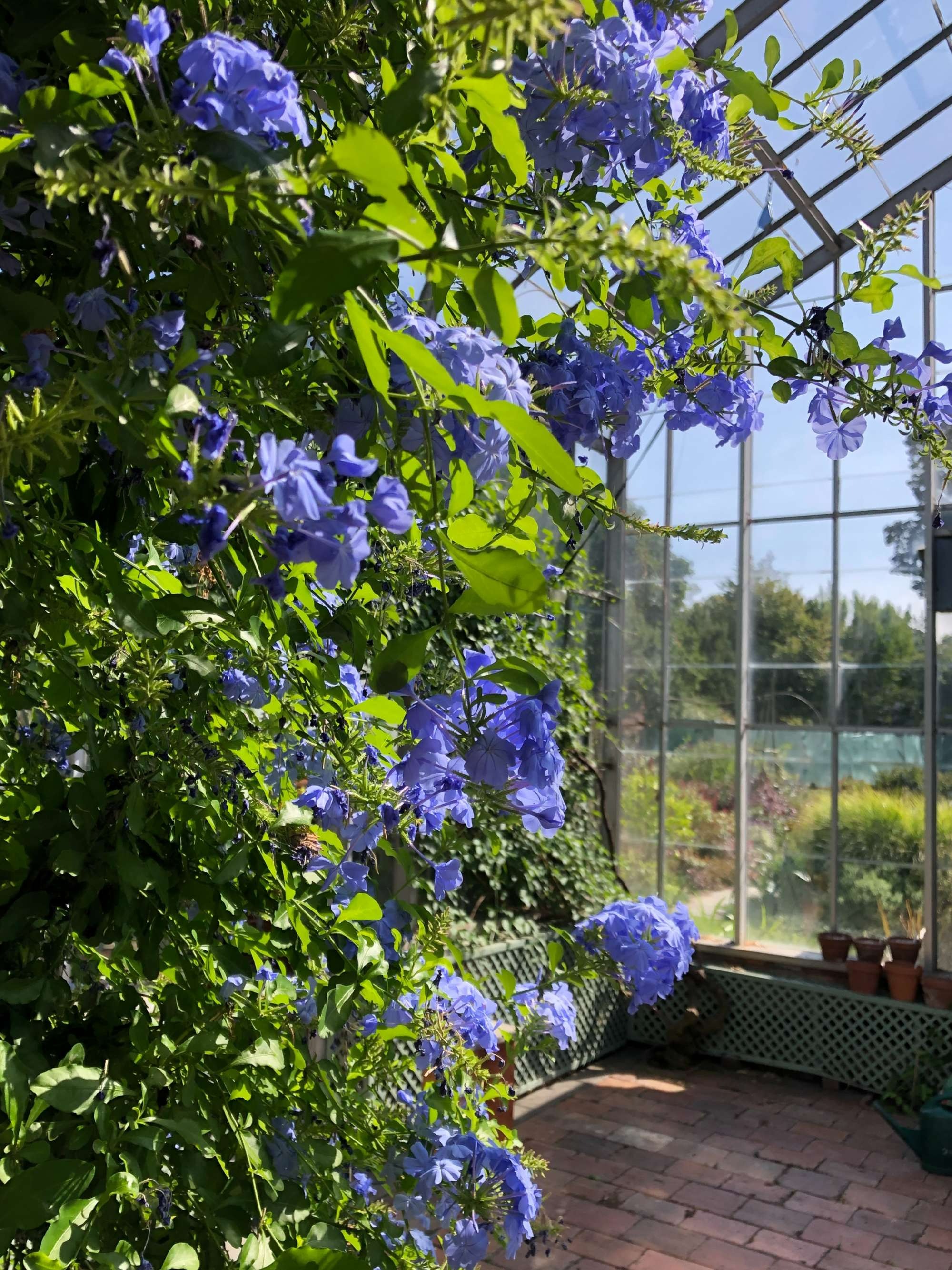 8 cây cảnh có hoa đẹp, khét tiếng không sợ nóng, càng phơi nắng càng lắm nụ nhiều hoa-7