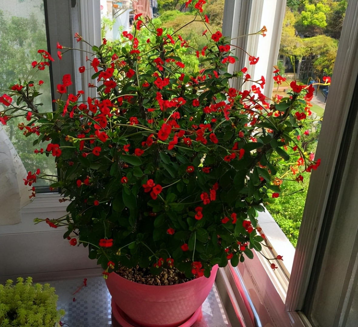 8 cây cảnh có hoa đẹp, khét tiếng không sợ nóng, càng phơi nắng càng lắm nụ nhiều hoa-14