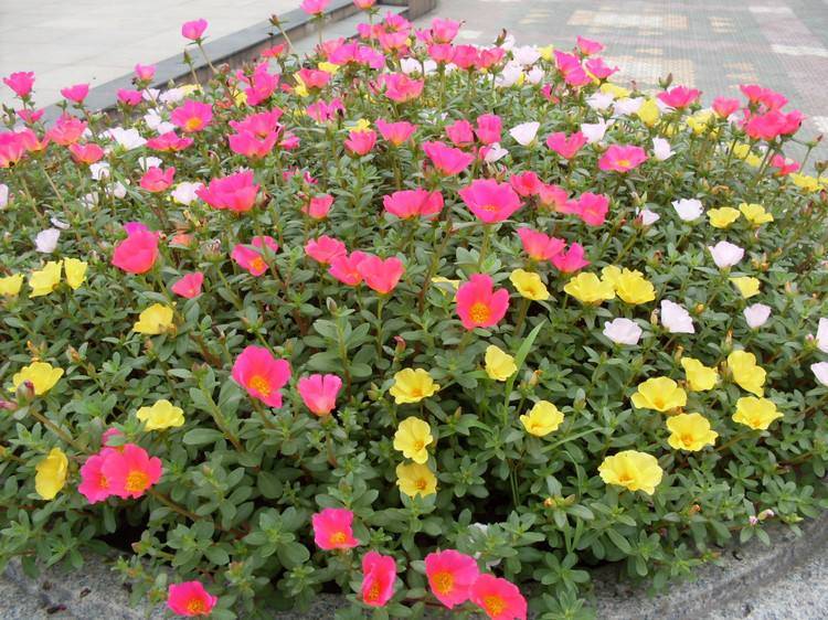 8 cây cảnh có hoa đẹp, khét tiếng không sợ nóng, càng phơi nắng càng lắm nụ nhiều hoa-16