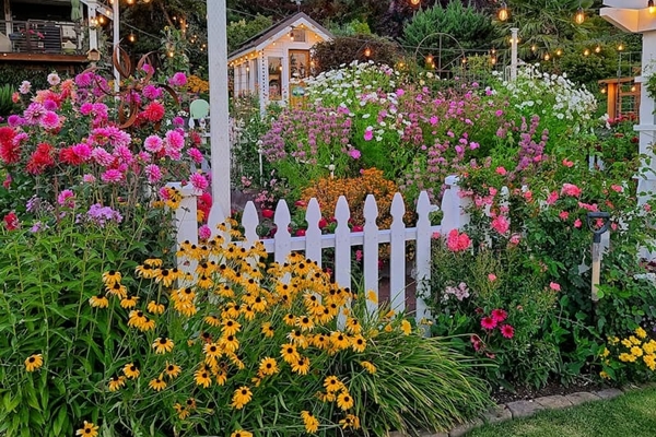 Cây kim tiền: Loài cây phong thủy mang đến giàu sang, phú quý-6