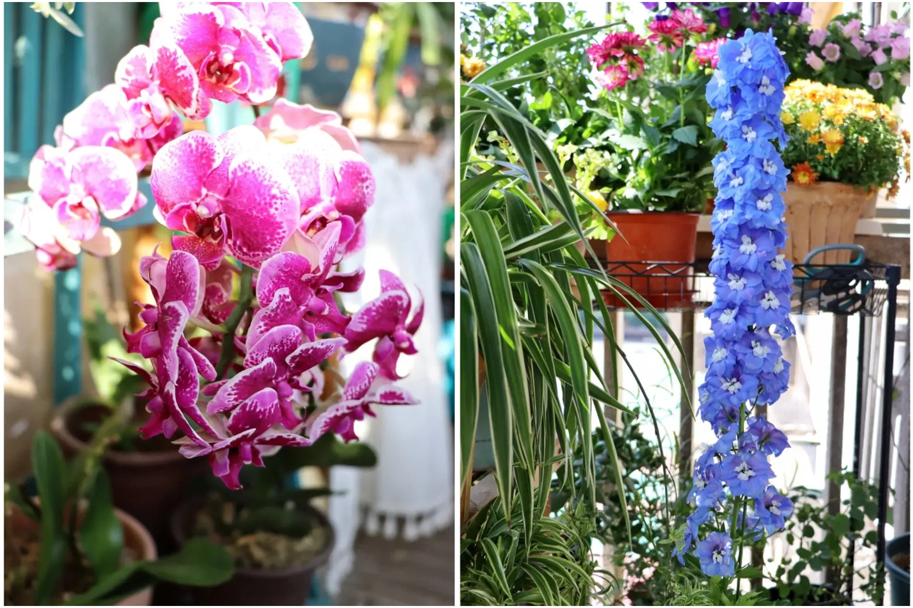 Khu vườn ban công chỉ rộng 2m² nhưng chứa đến gần trăm chậu cây-9