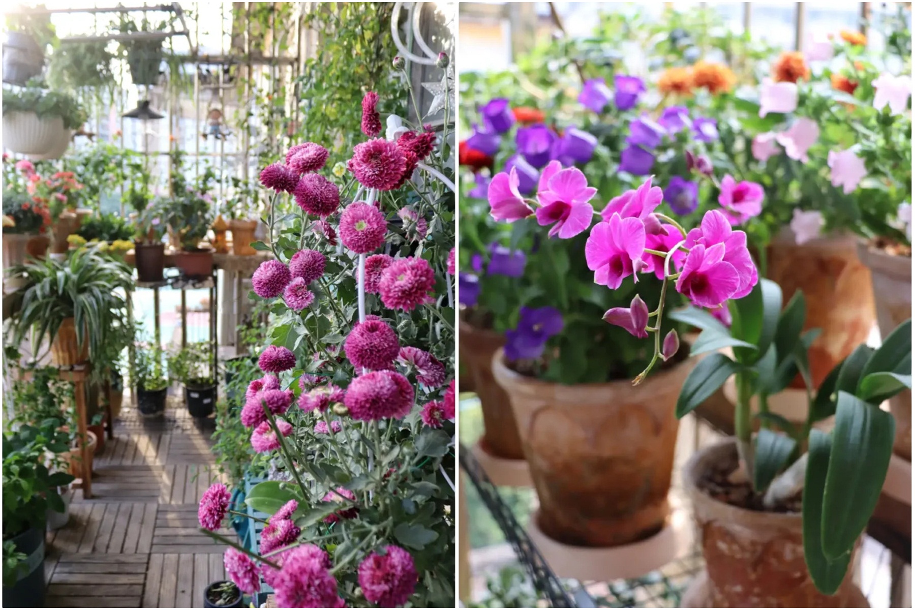 Khu vườn ban công chỉ rộng 2m² nhưng chứa đến gần trăm chậu cây-3