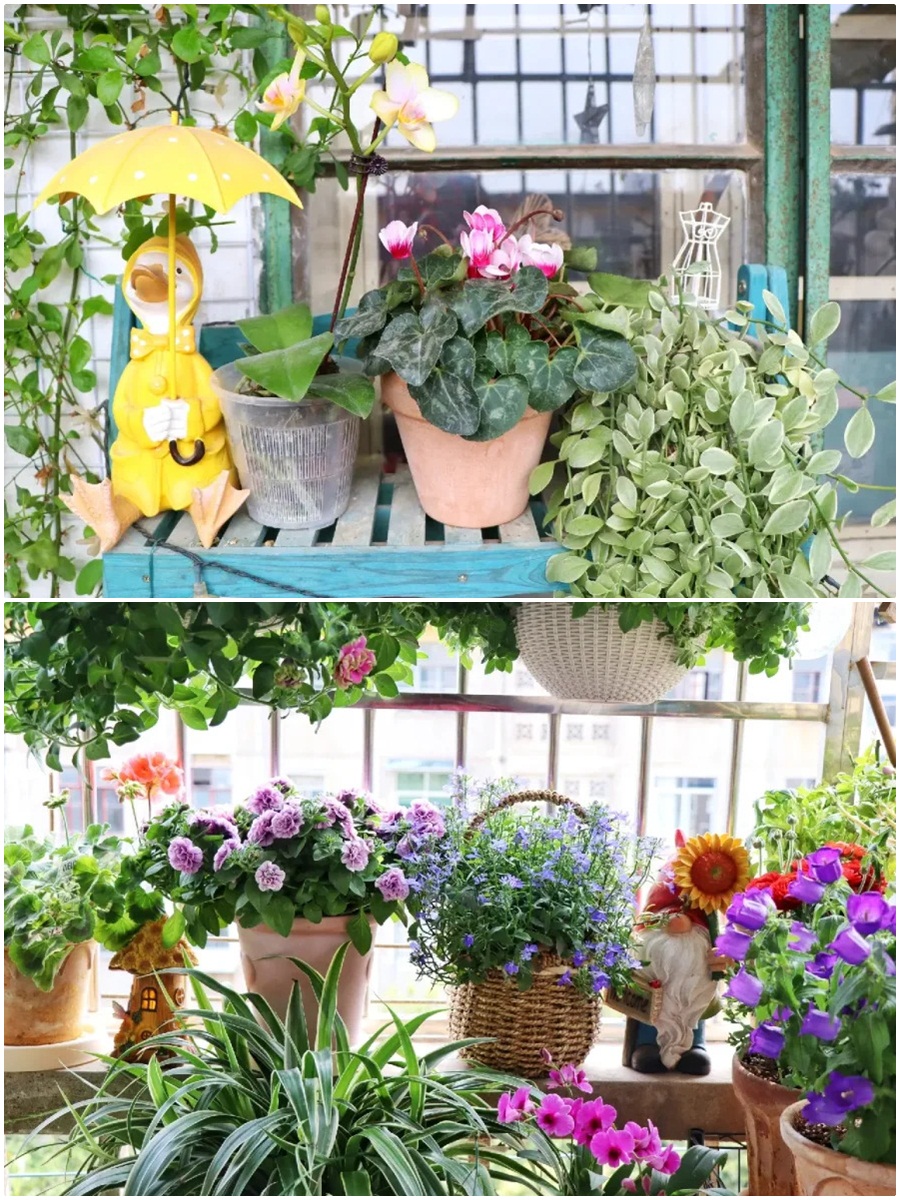 Khu vườn ban công chỉ rộng 2m² nhưng chứa đến gần trăm chậu cây-8