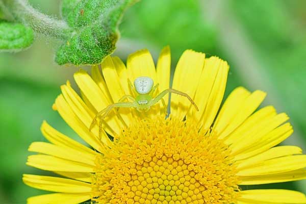 Cuối tháng 3, 3 con giáp nỗ lực vượt khó, tiền tài tới tay, thành công nở rộ-4