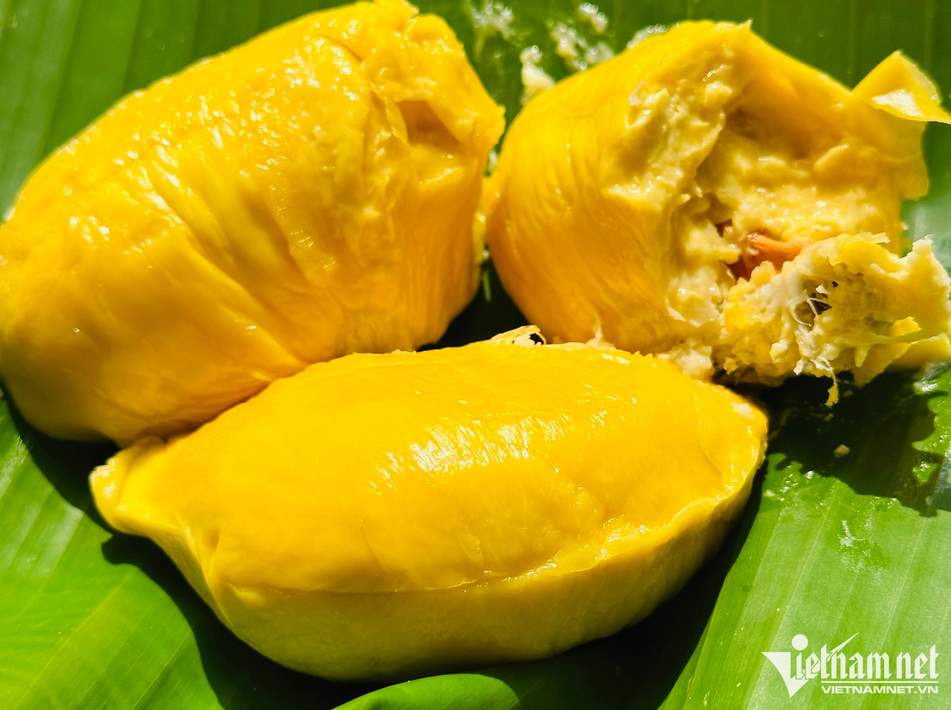 Sầu riêng ngon nhất thế giới trồng tại Việt Nam: 900 nghìn/kg, chờ nửa tháng mới có hàng-2