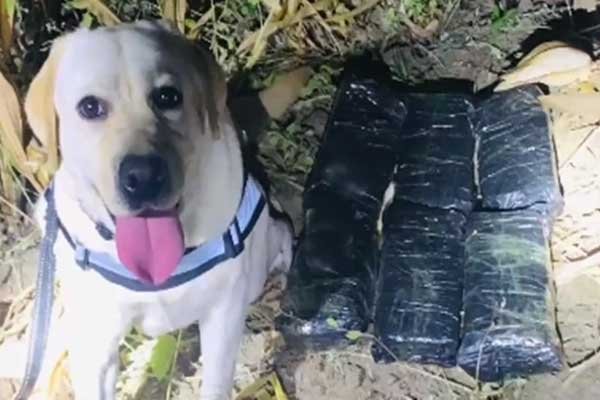 Phát hiện 12,5kg ma tuý, chó nghiệp vụ được thưởng vòng hoa chân gà-1