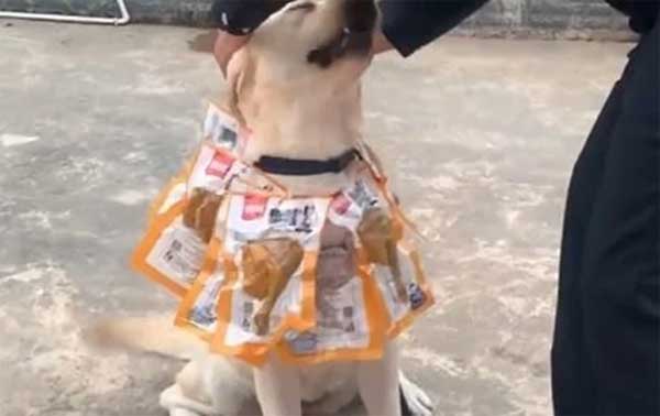 Phát hiện 12,5kg ma tuý, chó nghiệp vụ được thưởng vòng hoa chân gà-2