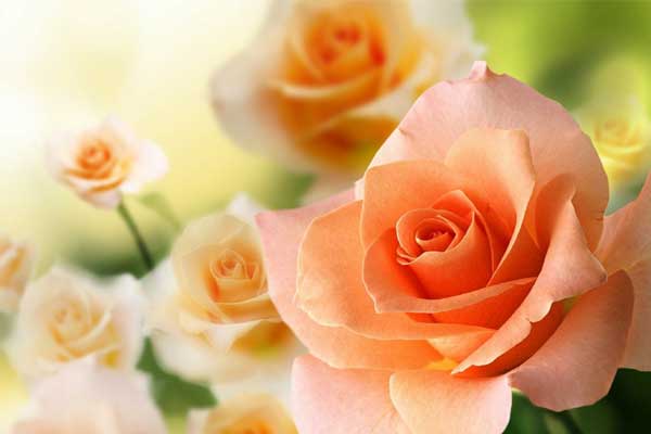 Tử vi ngày 22/3/2023: Tuổi Thìn cần bảo vệ mình, tuổi Mão đào hoa tăng mạnh-4