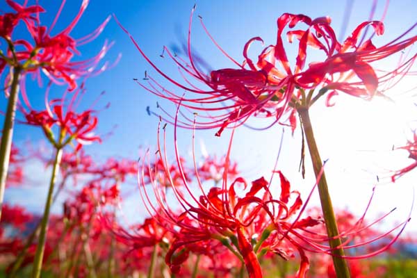 Tử vi ngày 22/3/2023: Tuổi Thìn cần bảo vệ mình, tuổi Mão đào hoa tăng mạnh-1