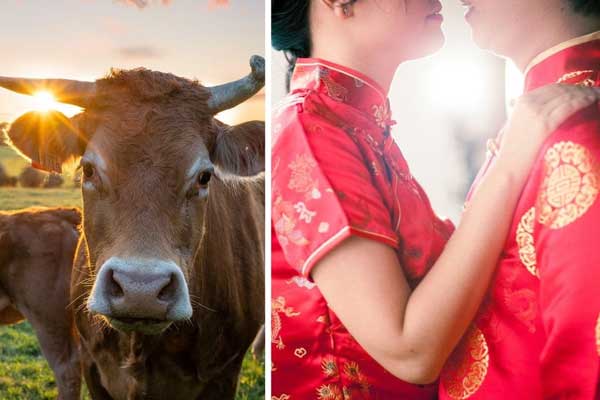 Vợ báo cảnh sát khi phát hiện chồng cưới mình chỉ vì 2 con bò-1