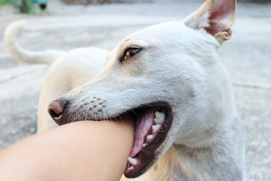 Bé trai ở Nghệ An tử vong sau khi bị chó dại cắn