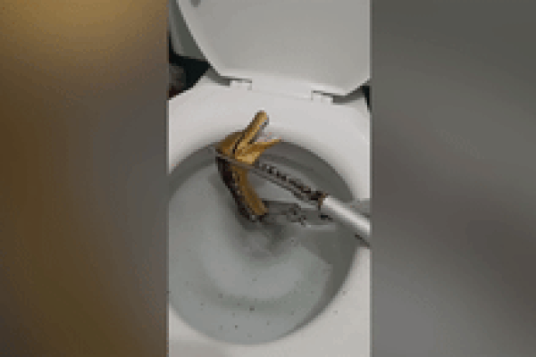 Phát hoảng khi thấy trăn 'khủng' chui lên từ trong bồn cầu