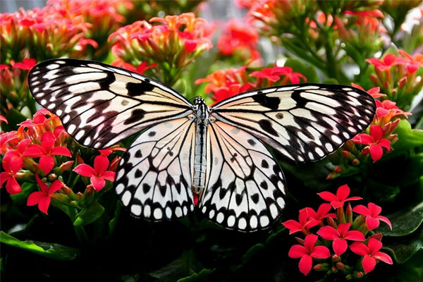 Tử vi ngày 22/3/2023 của 12 cung hoàng đạo: Bọ Cạp ưa thích khám phá, Song Ngư phản ứng thái quá-5