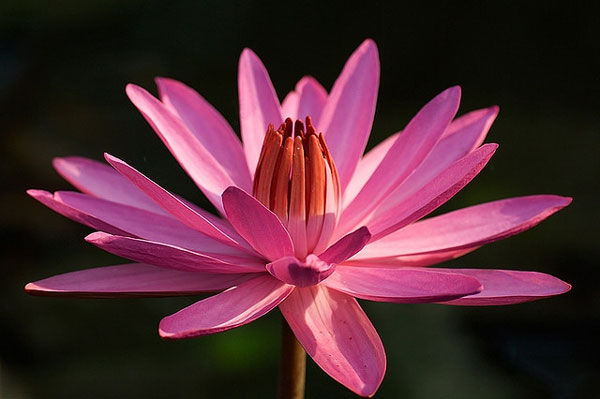 Tử vi ngày 22/3/2023 của 12 cung hoàng đạo: Bọ Cạp ưa thích khám phá, Song Ngư phản ứng thái quá-2