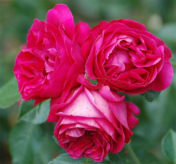 Tử vi ngày 22/3/2023 của 12 cung hoàng đạo: Bọ Cạp ưa thích khám phá, Song Ngư phản ứng thái quá-3